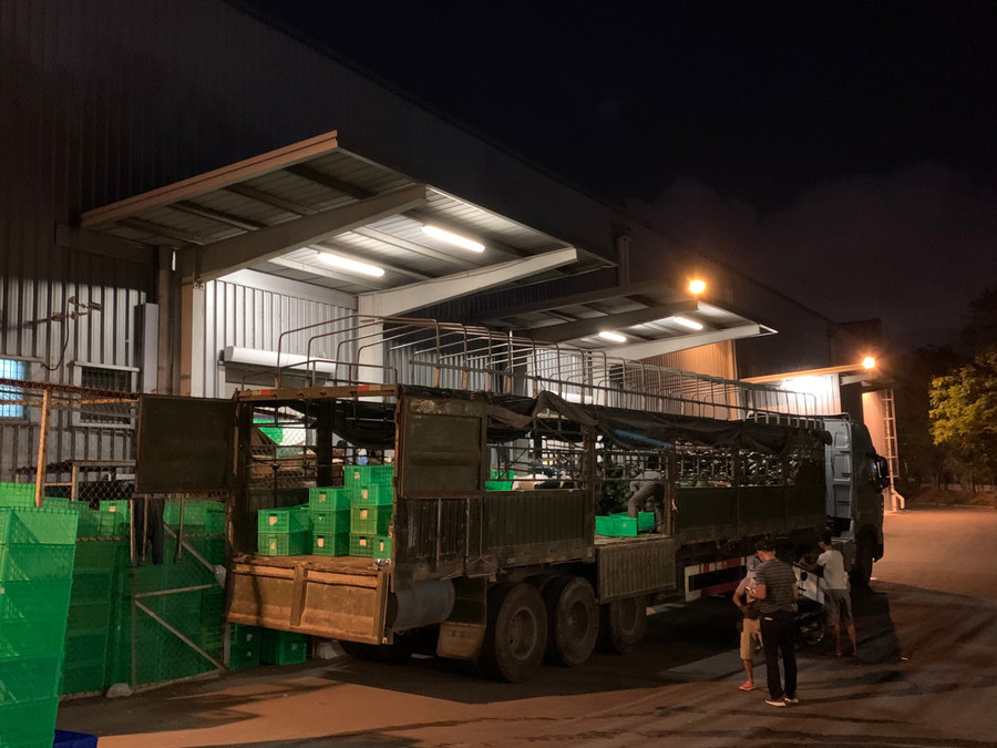 10 tấn dưa được kiểm tra chất lượng và nhập cho siêu thị Metro.