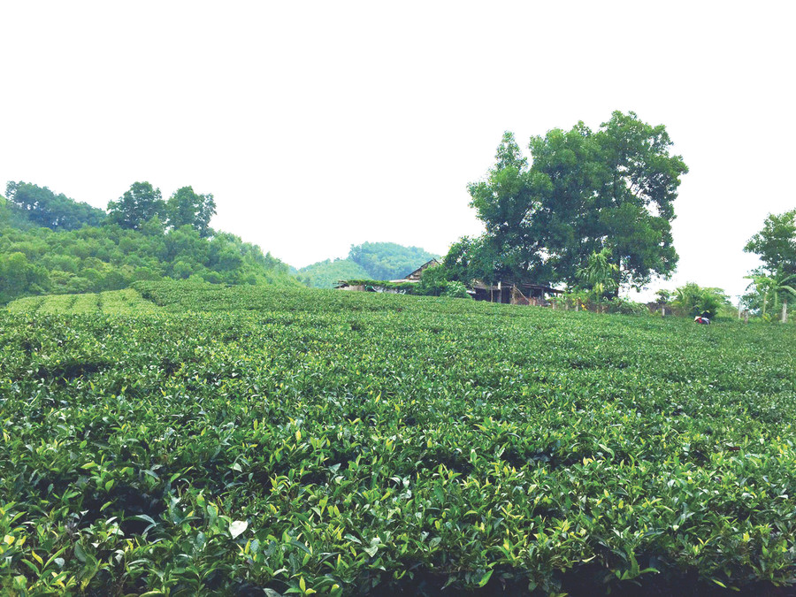 Đồi chè xanh ngát