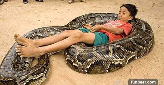 Sự thật rùng rợn khi trăn cưng bỏ ăn, quấn quanh mình cậu bé mỗi đêm