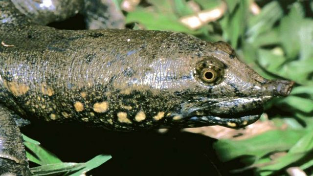 Loài rùa mai mềm mới được xác định với cái mũi khá đặc biệt. Loài rùa mai mềm mới được xác định với cái mũi khá đặc biệt.