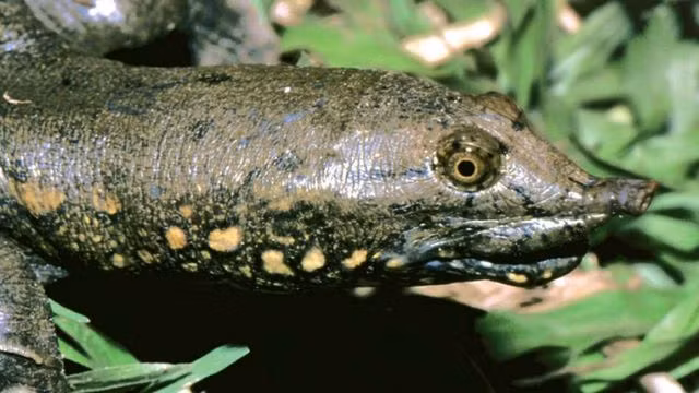 Phát hiện loài rùa mới ở miền Trung Việt Nam