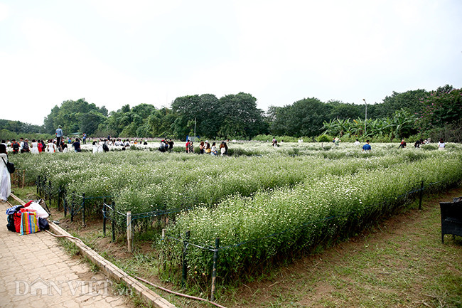 Phía sau những bức ảnh cúc họa mi đẹp là... cả dàn "bắn tỉa" có tâm hình ảnh 9 phia sau nhung buc anh cuc hoa mi dep la... ca dan "ban tia" co tam hinh anh 9