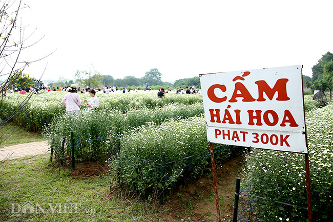 Phía sau những bức ảnh cúc họa mi đẹp là... cả dàn "bắn tỉa" có tâm hình ảnh 17 phia sau nhung buc anh cuc hoa mi dep la... ca dan "ban tia" co tam hinh anh 17