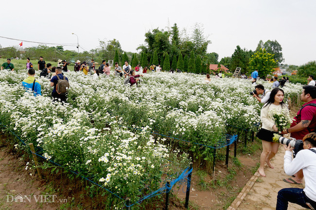 Phía sau những bức ảnh cúc họa mi đẹp là... cả dàn "bắn tỉa" có tâm hình ảnh 5 phia sau nhung buc anh cuc hoa mi dep la... ca dan "ban tia" co tam hinh anh 5