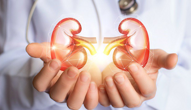 Hai quả thận đóng vai trò như một nhà máy lọc nước của cơ thể