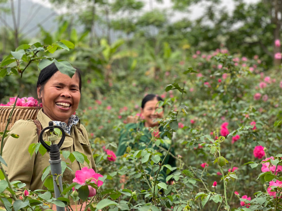 Nông dân thu hoạch hoa hồng. Hiện tại vợ chồng Hồng đang thuê khoảng 6-7 lao động làm việc thường xuyên.