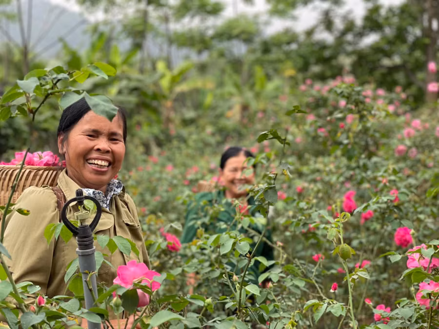 Nông dân thu hoạch hoa hồng. Hiện tại vợ chồng Hồng đang thuê khoảng 6-7 lao động làm việc thường xuyên.