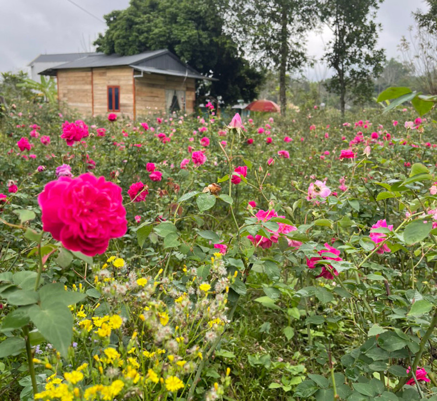 Căn nhà gỗ được vợ chồng Hồng dựng lên ở ngay khu vườn trồng hoa hồng.