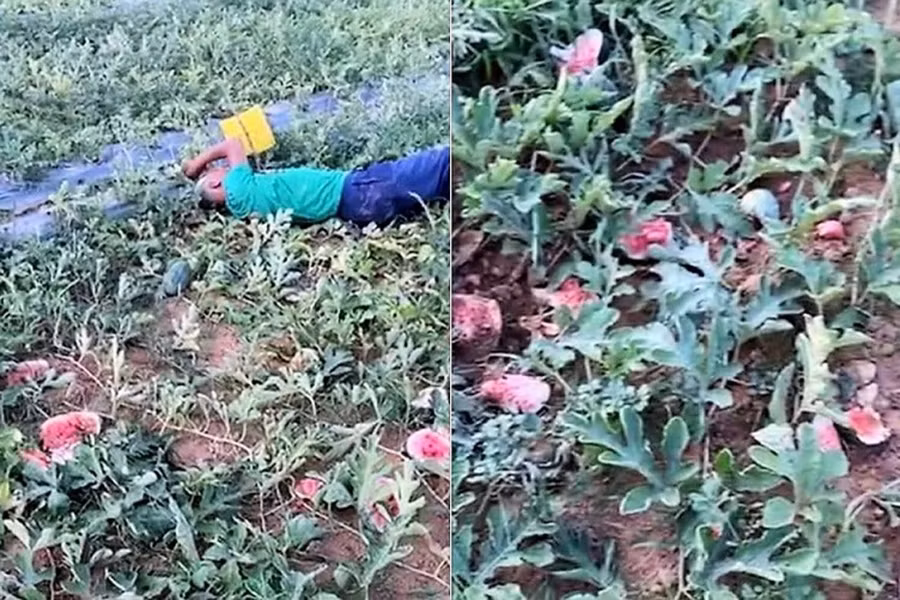 Ông Tôn khóc ngất bên ruộng dưa hấu bị phá hoại (Ảnh cắt từ clip). Ông Tôn khóc ngất bên ruộng dưa hấu bị phá hoại (Ảnh cắt từ clip).