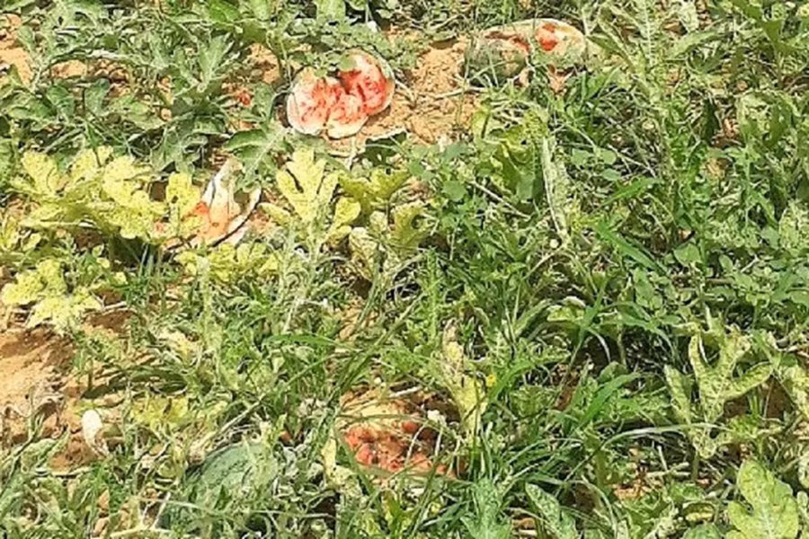 Ước tính ruộng có khoảng 250kg dưa Ước tính ruộng có khoảng 250kg dưa