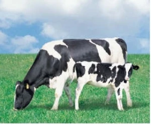 Nổi máu rườm rà