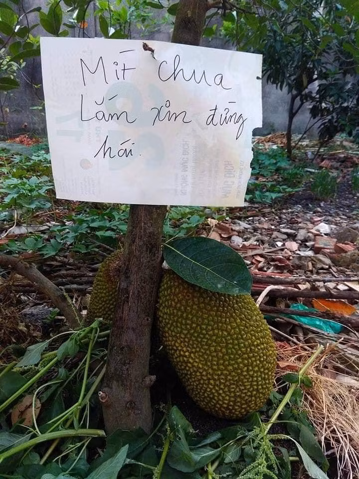 Biển chống "mít tặc"!