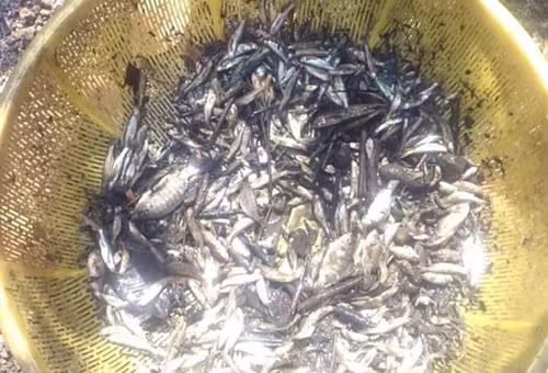 Thành quả sau một buổi sáng miệt mài.