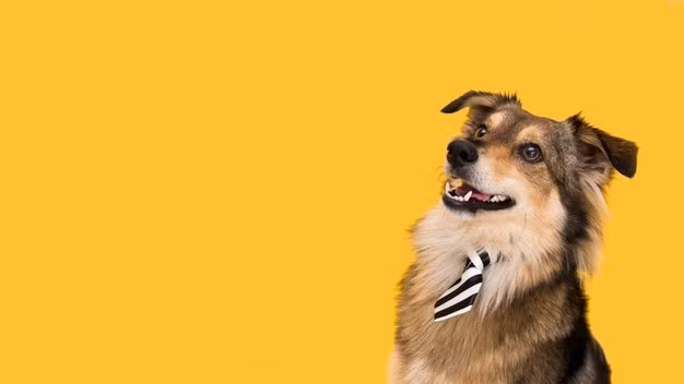 Tử vi Tuổi Tuất năm Nhâm Dần 2022 tốt hay xấu? ảnh 1