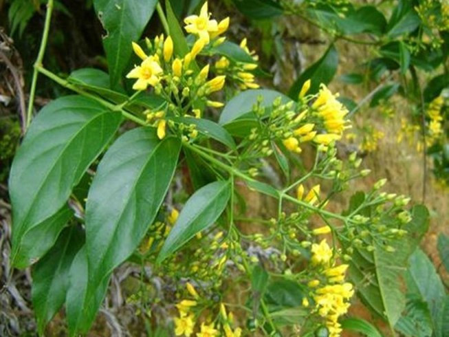 An ninh - Hình sự - Lời khai ban đầu của đối tượng sát hại em gái ruột ở Điện Biên (Hình 2).