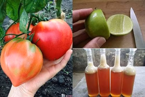 Trước khi ngủ thoa vài giọt nước cà chua lên mặt, nám, tàn nhang cứ thế tự động bốc hơi”-2