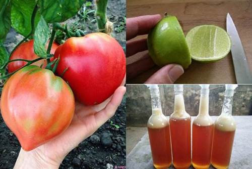 Trước khi ngủ thoa vài giọt nước cà chua lên mặt, nám, tàn nhang cứ thế tự động bốc hơi”-2