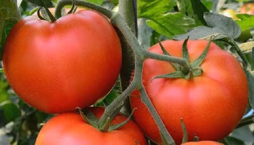 Thoa vài giọt nước cà chua lên mặt trước khi ngủ, nám, tàn nhang tự động biến mất