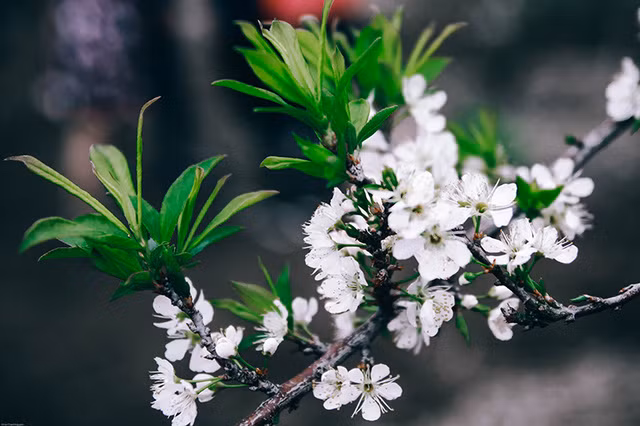 Giới trẻ đổ xô về Mộc Châu ngắm hoa mận trắng