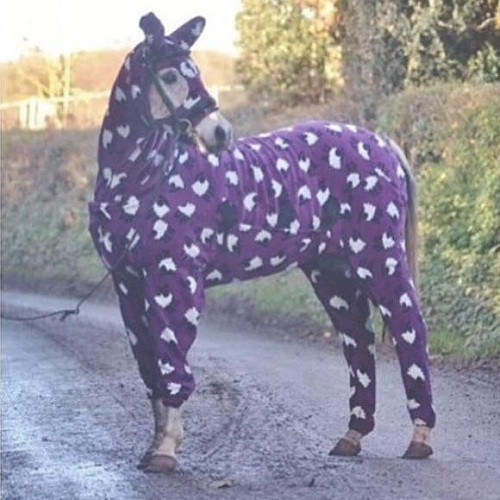 Phục trang chống rét của bạch mã hoàng tử. Phục trang chống rét của bạch mã hoàng tử.