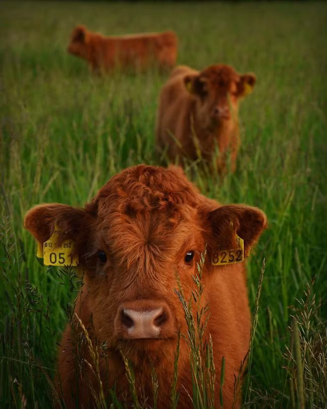 Đâu chỉ chó mèo mới có lông xù đáng yêu, những chú bê con này sẽ khiến bạn thích ngay lập tức - Ảnh 15.