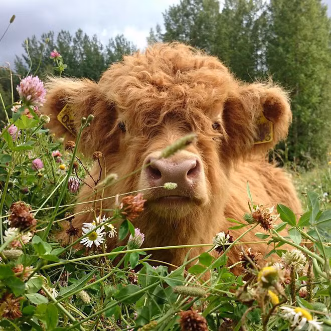 Đâu chỉ chó mèo mới có lông xù đáng yêu, những chú bê con này sẽ khiến bạn thích ngay lập tức - Ảnh 24.