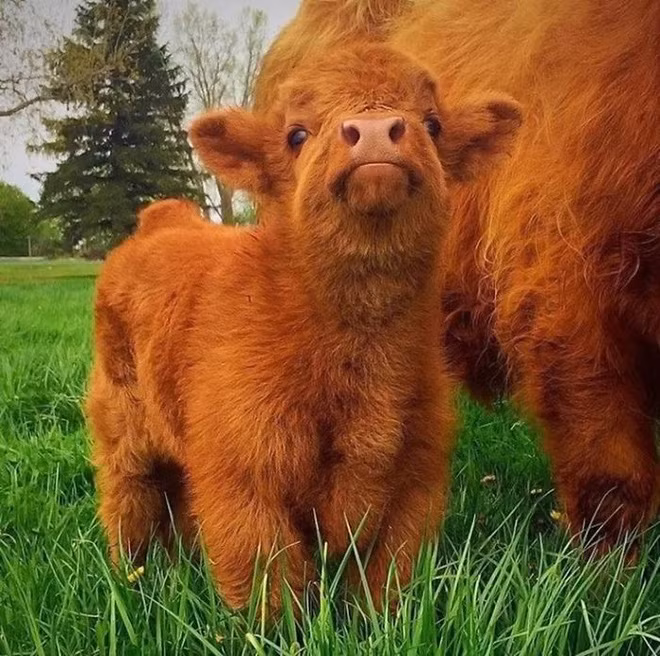 Đâu chỉ chó mèo mới có lông xù đáng yêu, những chú bê con này sẽ khiến bạn thích ngay lập tức - Ảnh 2.