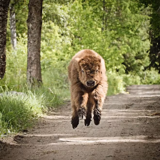 Đâu chỉ chó mèo mới có lông xù đáng yêu, những chú bê con này sẽ khiến bạn thích ngay lập tức - Ảnh 17.