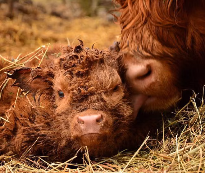 Đâu chỉ chó mèo mới có lông xù đáng yêu, những chú bê con này sẽ khiến bạn thích ngay lập tức - Ảnh 22.