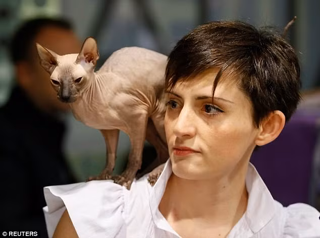 meo khong long, nhan nheo nhu tam gie gia 2.000 usd hinh anh 2