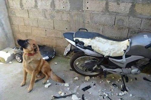 Gương mặt ngây thơ vô tội. Gương mặt ngây thơ vô tội.