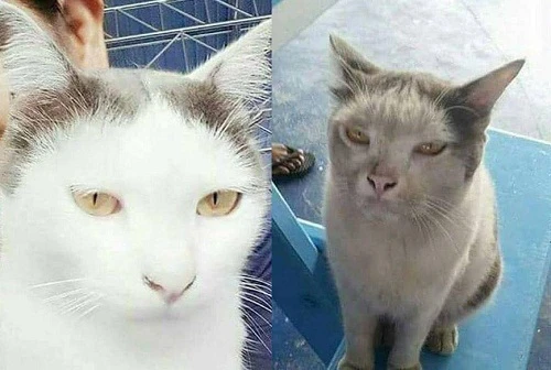 Hậu quả khi ra đường mùa nắng nóng