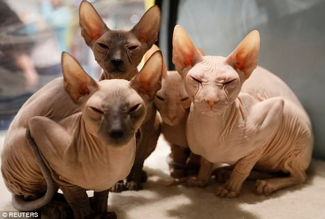 Mèo không lông Peterbald có ngoại hình rất đặc biệt.