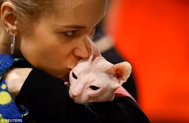 meo khong long, nhan nheo nhu tam gie gia 2.000 usd hinh anh 3