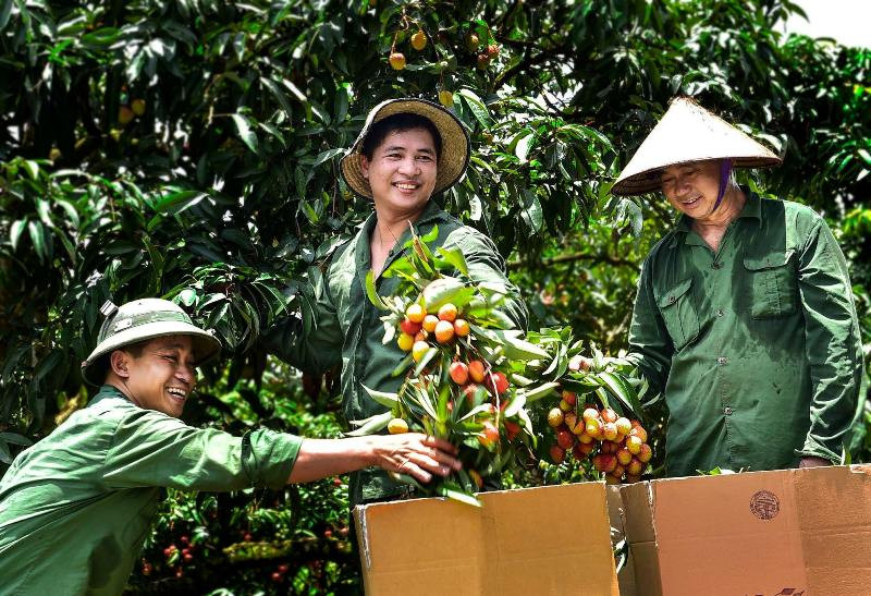 Làng Thúy Lâm (Thanh Hà) được xem là vựa vải của tỉnh Hải Dương Làng Thúy Lâm (Thanh Hà) được xem là vựa vải của tỉnh Hải Dương