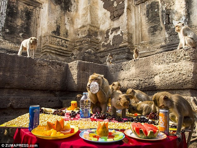 Tiệc buffet cho khỉ, Thái Lan:Những con khỉ sống gần làng Lopburi từng bị xem là điều gây phiền hà với du khách và người địa phương. Tuy nhiên, từ năm 1989, dân làng đã thực hiện một giải pháp lạ lùng cho vấn đề này: một lễ hội thường niên, trong đó người dân quyên góp đồ ăn như trái cây, các loại hạt và cua cho khỉ ăn. Lễ hội này diễn ra vào cuối tuần cuối cùng của tháng 11 hàng năm. Nhung le hoi la lung tren the gioi hinh anh 6