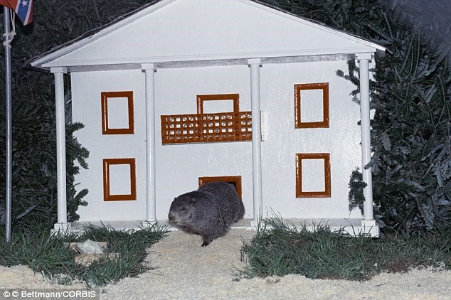 Ngày Chuột chũi,Punxsutawney, Mỹ:Hàng năm vào ngày 2/2, thị trấn Punxsutawney lại thử dự đoán thời tiết theo hành vi của một con chuột chũi. Theo truyền thống, nếu con chuột chũi ra khỏi hang, mùa xuân sẽ đến sớm. Tuy nhiên, nếu trời nắng, con chuột chũi thấy bóng mình sẽ thụt lại vào hang, và mùa đông sẽ kéo dài thêm 6 tuần. Nhung le hoi la lung tren the gioi hinh anh 5