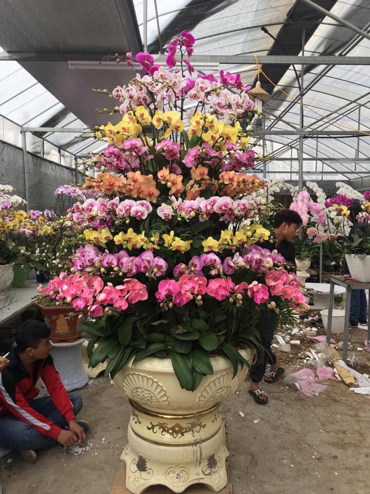 Những chậu lan hồ điệp được cắm cầu kỳ. Chậu càng nhiều cành thì giá càng cao. (Ảnh: KT). Những chậu lan hồ điệp được cắm cầu kỳ. Chậu càng nhiều cành thì giá càng cao. (Ảnh: KT).