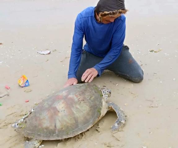 Rùa nặng gần 40kg.