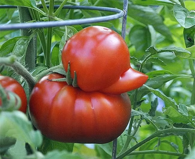 Những thứ rau củ phá vỡ mọi phép tắc khiến ai cũng phải giật mình nhìn lại - Ảnh 16.