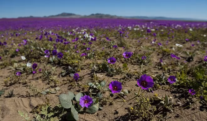 Hiện tượng kỳ lạ: Muôn hoa đua nở rực rỡ sắc màu ở sa mạc khô cằn nhất thế giới - Ảnh 7.