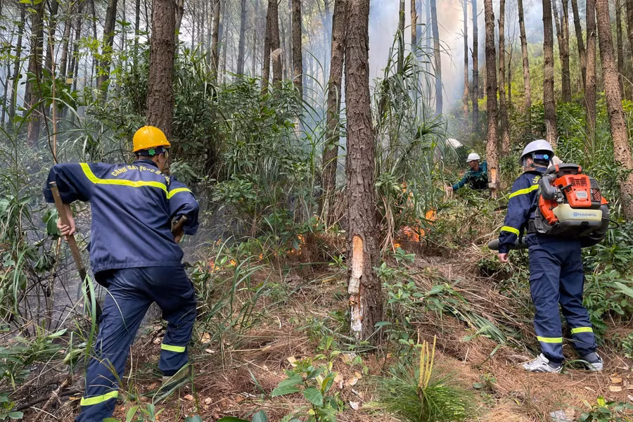 Khu vực rừng bị cháy chủ yếu là cây thông với nhiều thực bì.