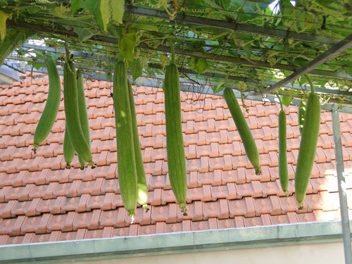 gia-dinh-sai-gon-cho-rau-san-thuong-ve-que-bieu-nguoi-than