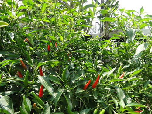 gia-dinh-sai-gon-cho-rau-san-thuong-ve-que-bieu-nguoi-than-5