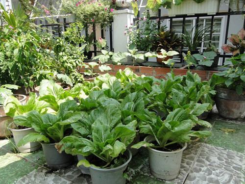 gia-dinh-sai-gon-cho-rau-san-thuong-ve-que-bieu-nguoi-than-4