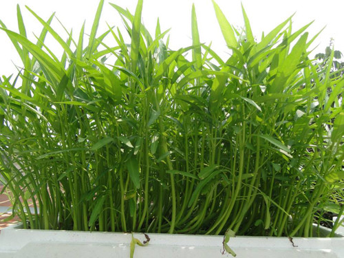 gia-dinh-sai-gon-cho-rau-san-thuong-ve-que-bieu-nguoi-than-6