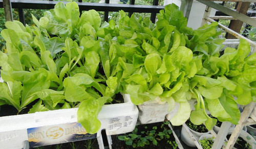 gia-dinh-sai-gon-cho-rau-san-thuong-ve-que-bieu-nguoi-than-9