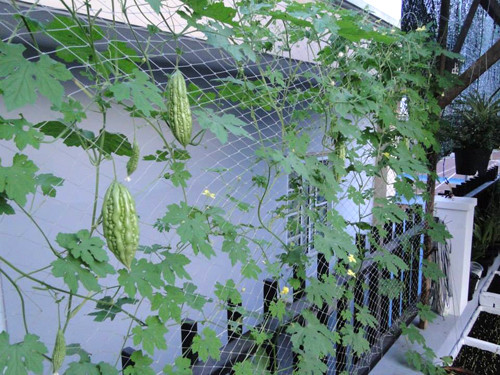 gia-dinh-sai-gon-cho-rau-san-thuong-ve-que-bieu-nguoi-than-3