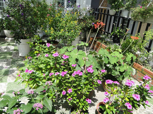 gia-dinh-sai-gon-cho-rau-san-thuong-ve-que-bieu-nguoi-than-11