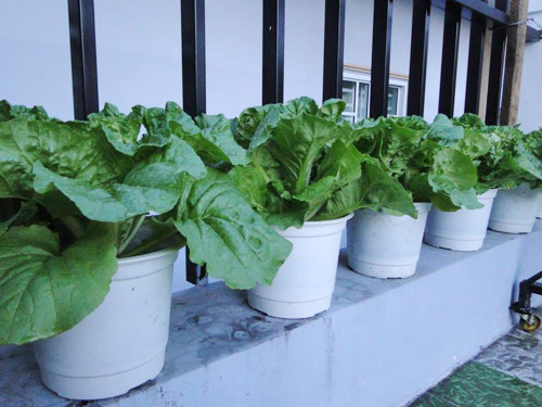 gia-dinh-sai-gon-cho-rau-san-thuong-ve-que-bieu-nguoi-than-8